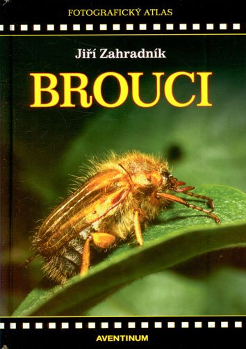 Brouci