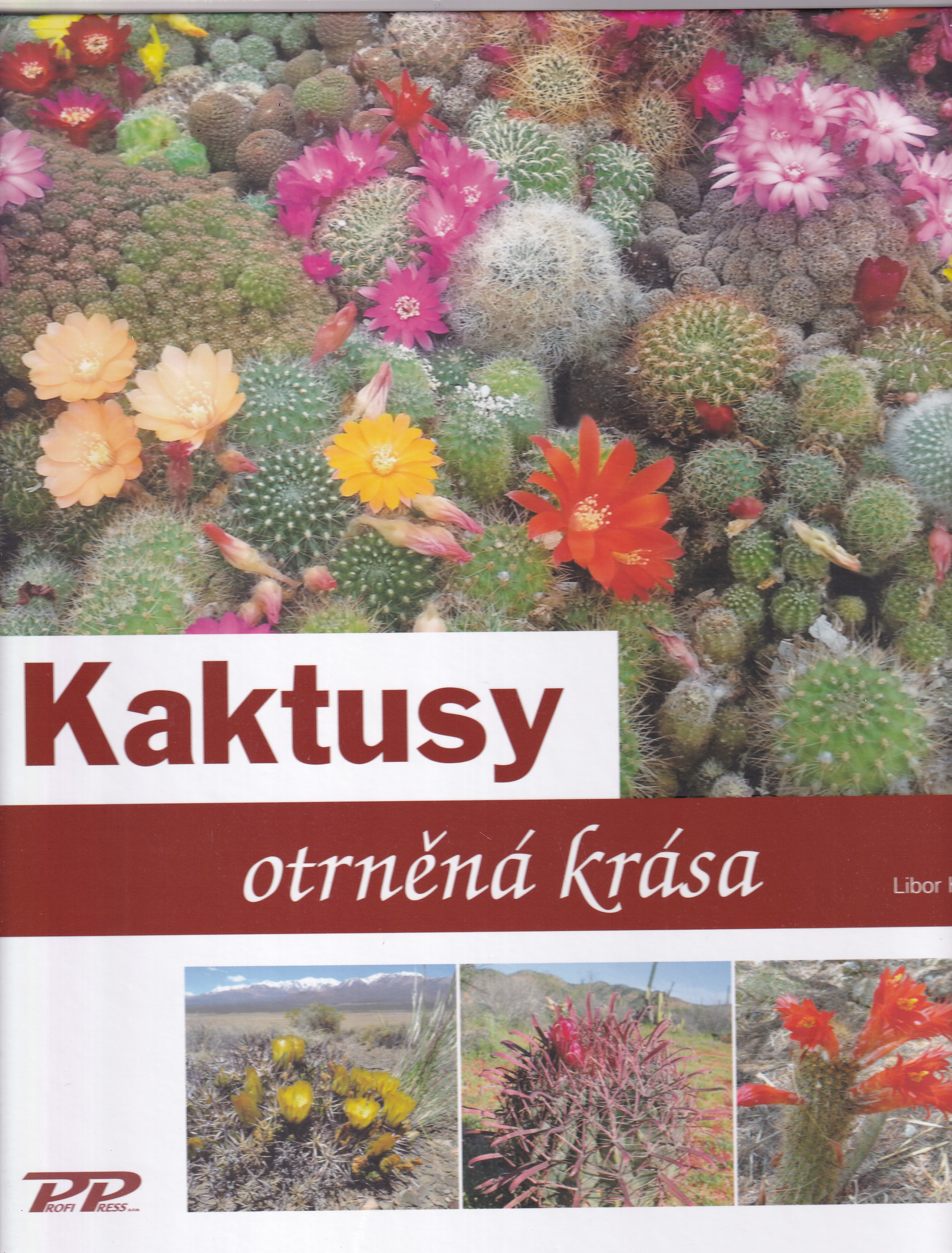 Kaktusy  otrněná krása