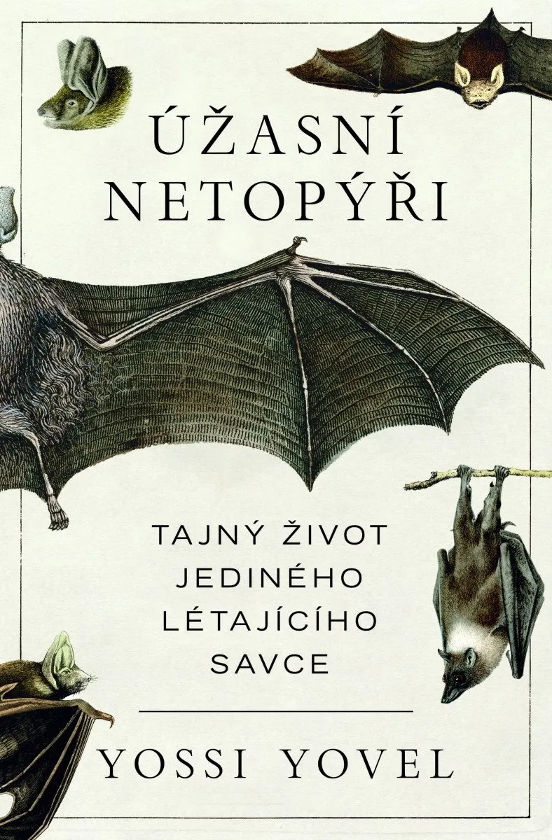 Úžasní netopýři
