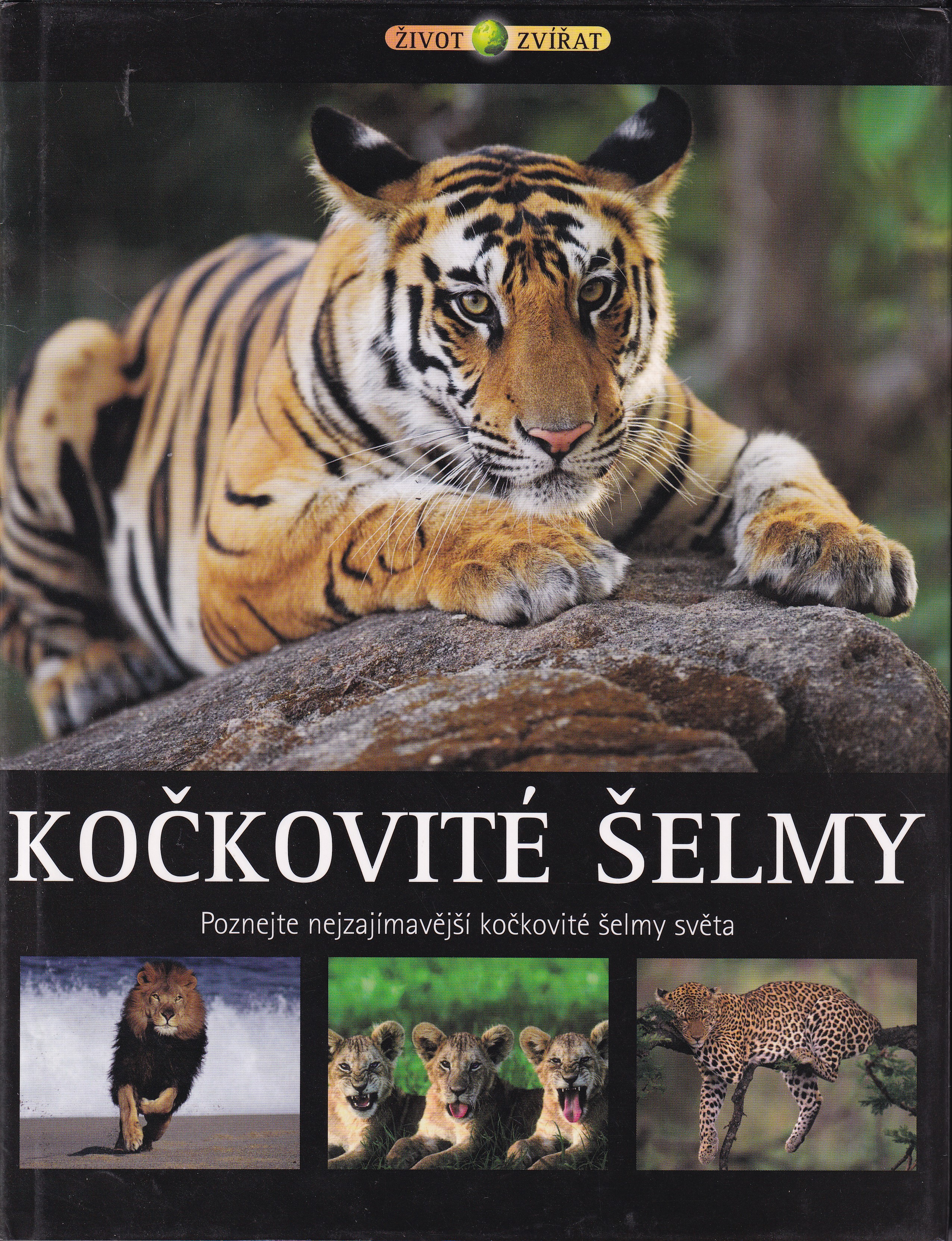 Kočkovité šelmy  poznejte nejzajímavější kočkovité šelmy světa