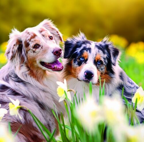 Dogs 2026 - nástěnný kalendář