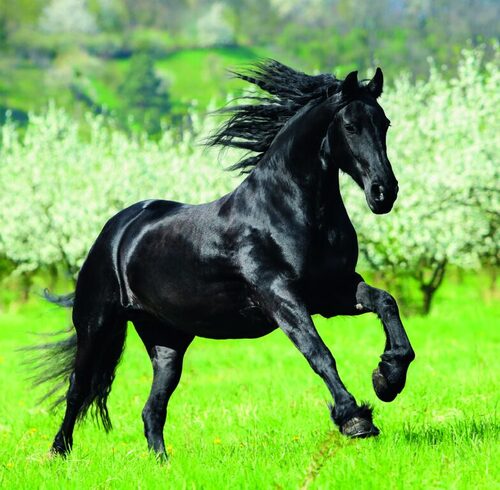Horses 2026 - nástěnný kalendář