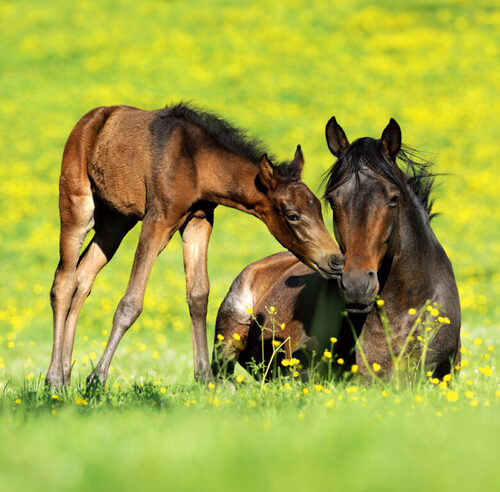 Horses 2025 - nástěnný kalendář