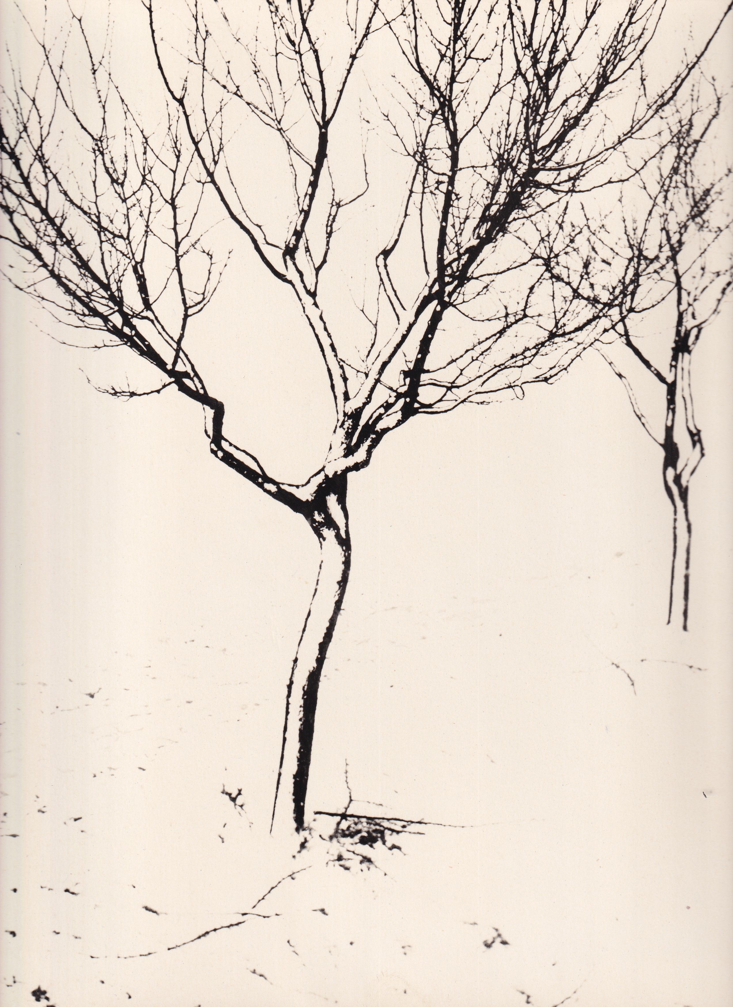 Josef Prošek Zima stromů - Fotografie